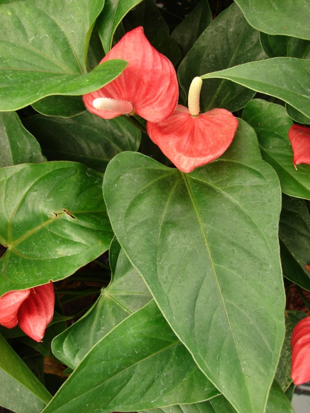 آنتوریوم آندرانوم